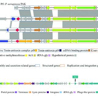 A Schematic Representation And Comparison Of Filamentous Phages