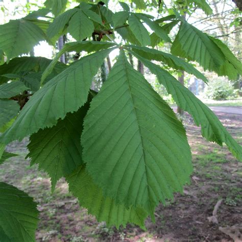 Aesculus Hippocastanum Baumannii In Roath Park Pleasure Garden