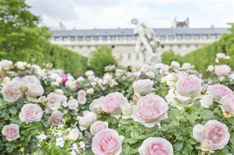 Paris Roses At The Palais Royal