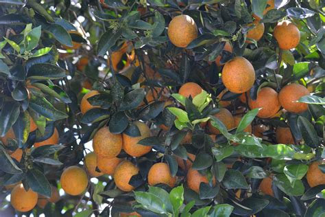 Decrease In 2014 Florida Citrus Production Predicted - Growing Produce