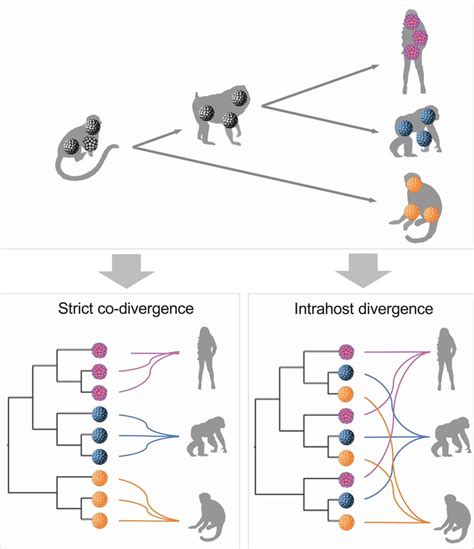 Schematic Model Of Virus Host Codivergence Strict Virus Host