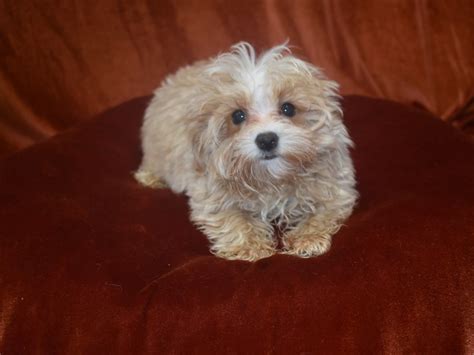 Maltipoo Dog Male Cream 3912983 Petland Dunwoody