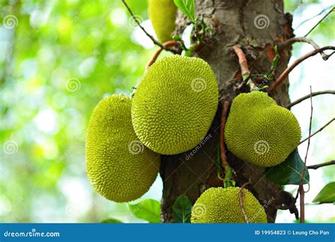 Jackfruit On Tree Stock Photos - Image: 19954823