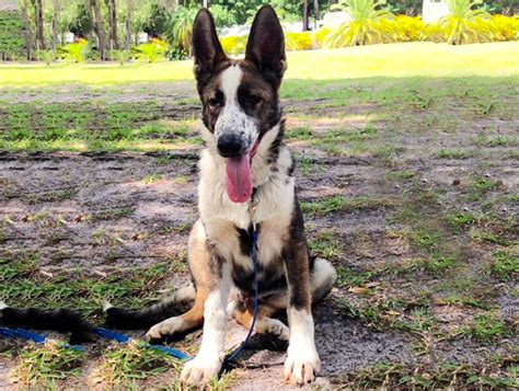 Panda German Shepherd Puppies Puppy And Pets