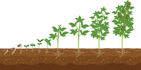 Planting Process Infographic Growth Stages Steps Vector Image