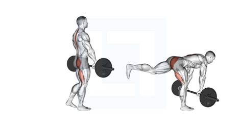 Shrimp Squat Guide Benefits And Form