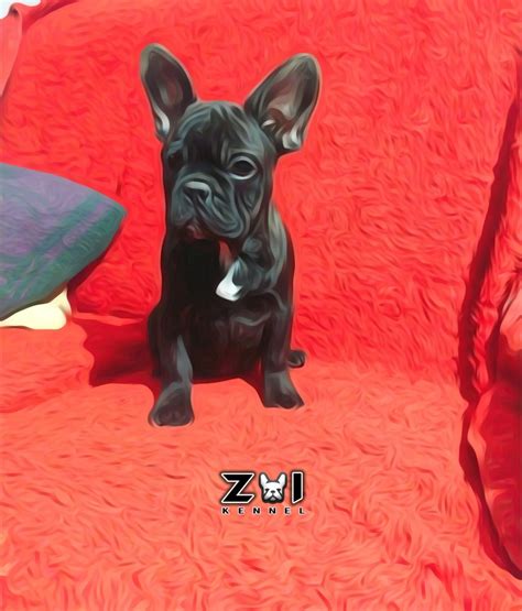 Francuski Buldog
