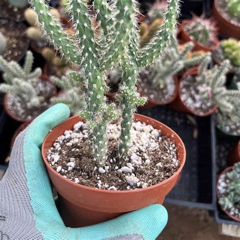 On Sale Cylindropuntia Imbricata Plant Plantly