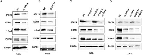 Spc24 Knockdown Inhibits Egfrraserk Signaling In 143b And U2os Cells