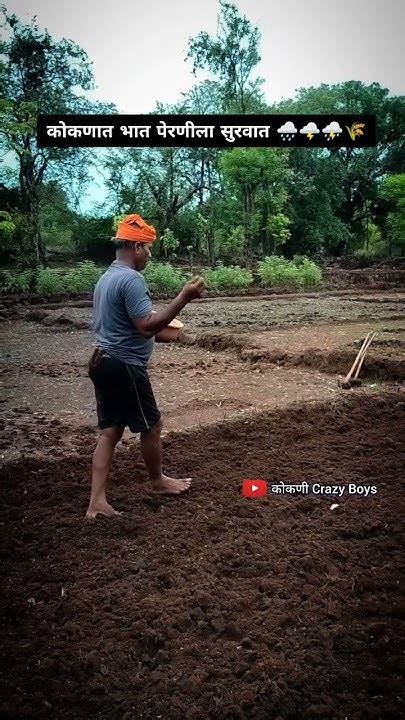 कोकणातील भात पेरणी आणि नांगरणी कोकण भातशेती पेरणी नांगरणी Kokan