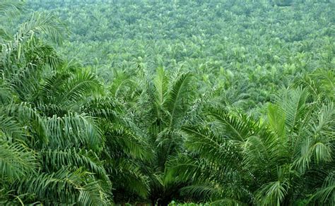 Greentoken Unilever And Sap Aim To Tackle Palm Oil Deforestation With