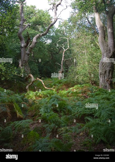 Ancient Broad Leaf Oak Woodland The Thicks Staverton Forest Suffolk