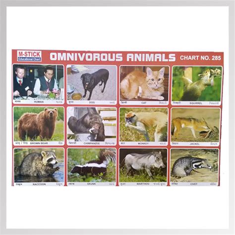 Sticker Omnivorous Animals - Online Stationery Trivandrum