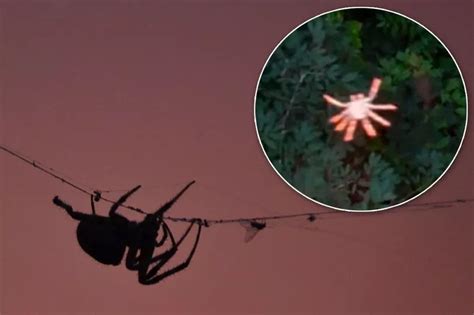 World's first flying spider has a terrifying hidden talent which makes ...