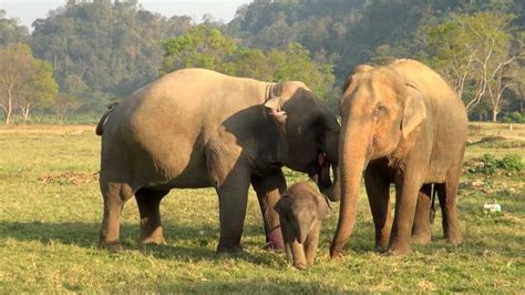 Baby Elephant Bath Time Part3 Elephantnews Youtube