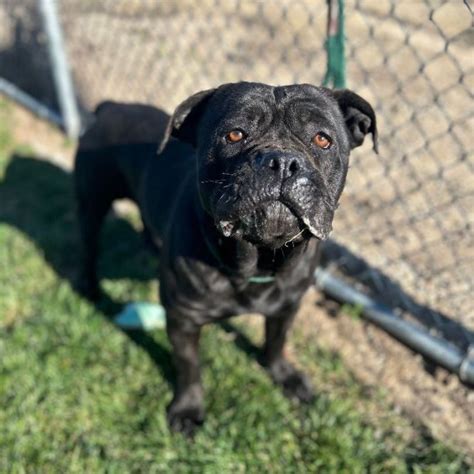 Dog for adoption - Merida, a Cane Corso in Manteca, CA | Petfinder