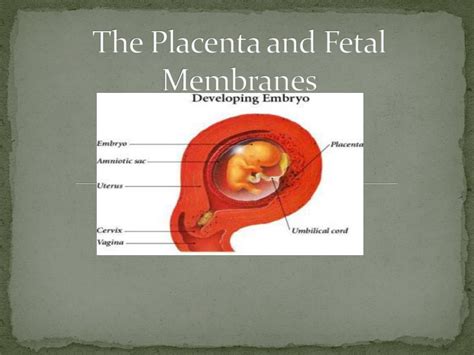 Ppt The Placenta And Fetal Membranes Powerpoint Presentation Free