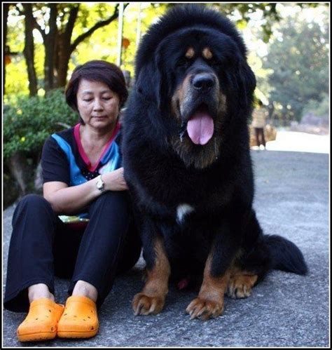 Top 4 Heaviest Dog Breed That Gives You The Best Hug