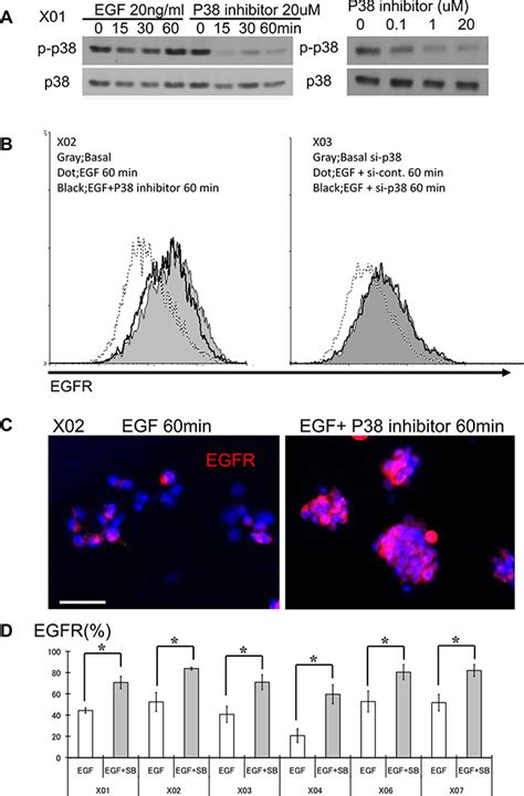 The P38 Signaling Pathway Mediates Quiescence Of Glioma Stem Cells By