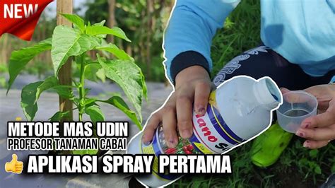 OBAT SPRAY RECOMENDASI MAS UDIN PROFESOR TANAMAN CABAI YouTube