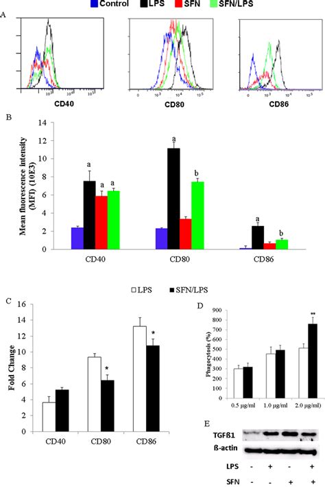 Sfn Inhibits Lps Induced Modc Maturation And Enhances The Phagocytic