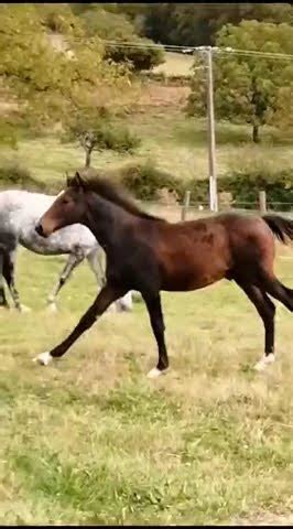 Cheval à vendre Poulain selle Français equirodi YouTube