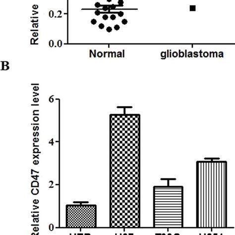 Cluster Of Differentiation 47 Cd47 Is Expressed In Glioblastomas A Download Scientific