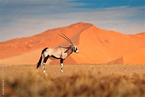 Gemsbok With Orange Sand Dune Evening Sunset Gemsbuck Oryx Gazella