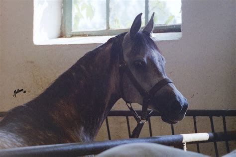 Gaskonia - The Arabian Magazine