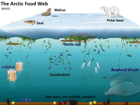 Marine Biology Exam Flashcards Quizlet