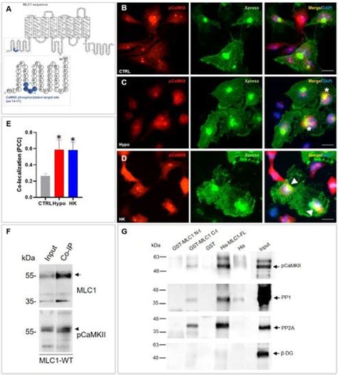 Cells Free Full Text The Camkii Mlc1 Axis Confers Ca2 Dependence To Volume Regulated Anion