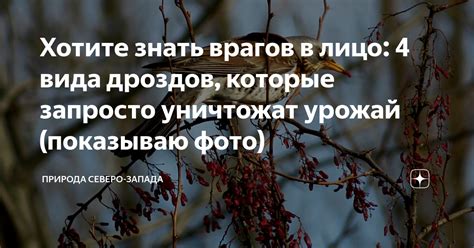 Хотите знать врагов в лицо: 4 вида дроздов, которые запросто уничтожат ...