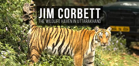 Jim Corbett National Park – Interesting Wildlife Things to Know