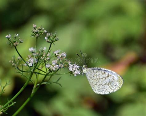 Oriental psyche butterfly stock photo. Image of basal - 95256944