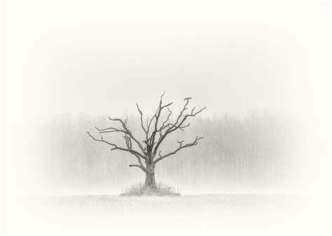 A bird on a tree - Minimalist Photography Awards