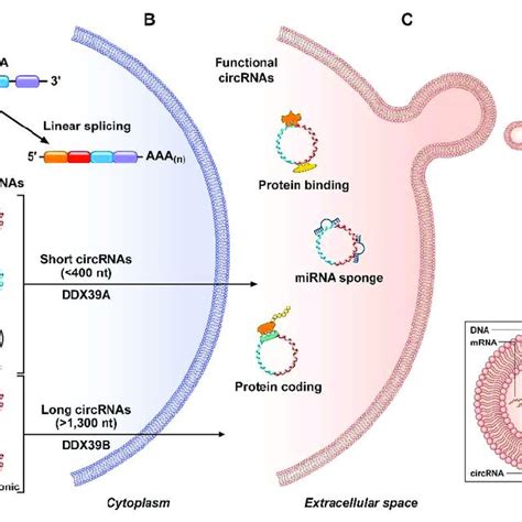 Circrna Biogenesis And Functions A Circularization Of Circrnas