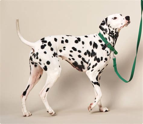 Dalmation Dog Insurance Manypets