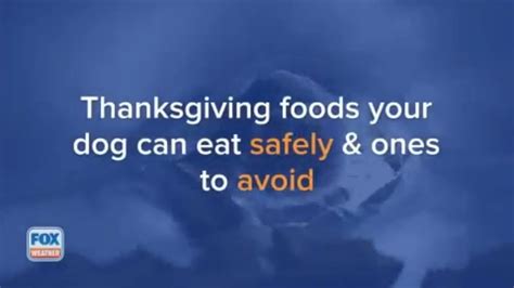 Thanksgiving Foods Your Dog Can Safely Eat And Ones To Avoid Fox Weather