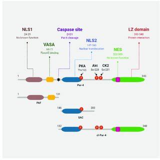 Schematic Representation Of Human Par 4 The Functional Domains And