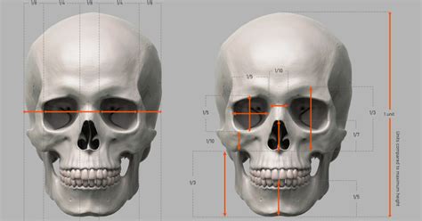 A Short Guide on Human Skull Proportions