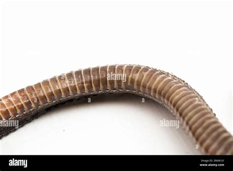 The Dragon Snake Javan Tubercle Snake Javan Mudsnake Or Rough Backed