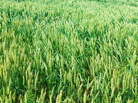 Морковь «Московская зимняя»