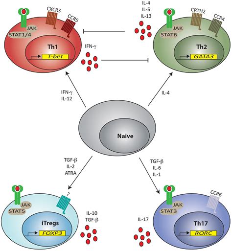 Frontiers Thymic Versus Induced Regulatory T Cells Who Regulates