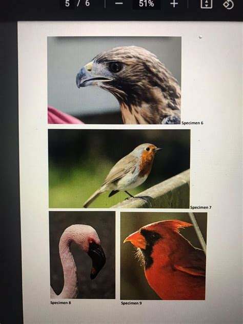 Solved Describe The Shape And Purpose Of The Birds Beaks In Chegg