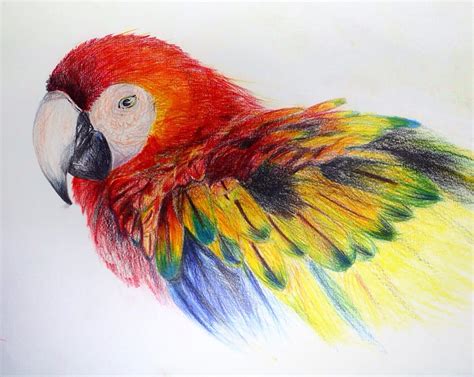 1st Drawing Pencil Color Scarlet Macaw By Nutguyson On Deviantart