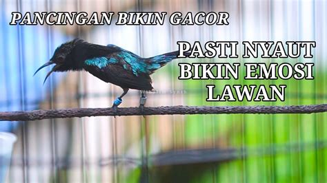 TERAPI KONIN GACOR FULL ISIAN ROL TEMBAK COCOK BUAT PANCINGAN KOLIBRI