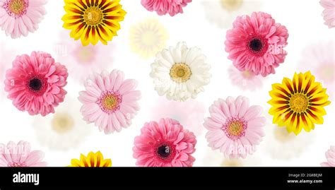 Flowers Seamless Pattern Colorful Daisy Gerbera Flowers Isolated On