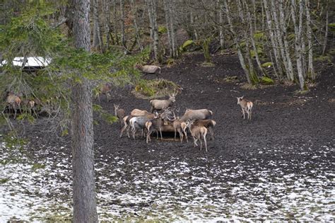 Fotos Von Der Wildf Tterung Im Nationalpark Berchtesgaden