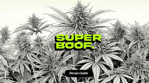 Super Boof Strain Guide Hikei Dispensary San Diego And La Mesa Ca