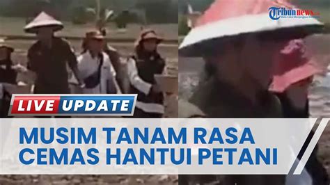 Musim Tanam Padi Dimulai Petani Khawatir Harga Gabah Naik Tapi Saat